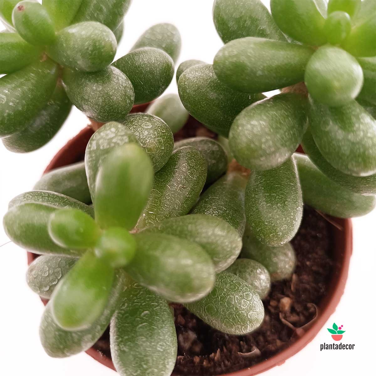Comprar Sedum Hernandezii