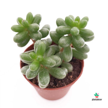 Sedum Hernandezii
