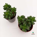 Cuidados Sedum Hernandezii