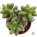 Cultivar Sedum Hernandezii