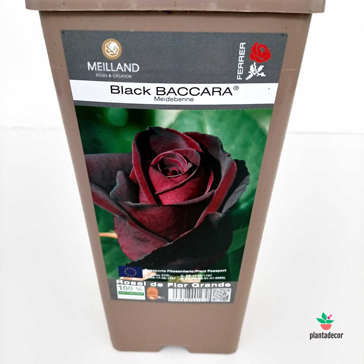 Rosal Meilland "Black Baccara"