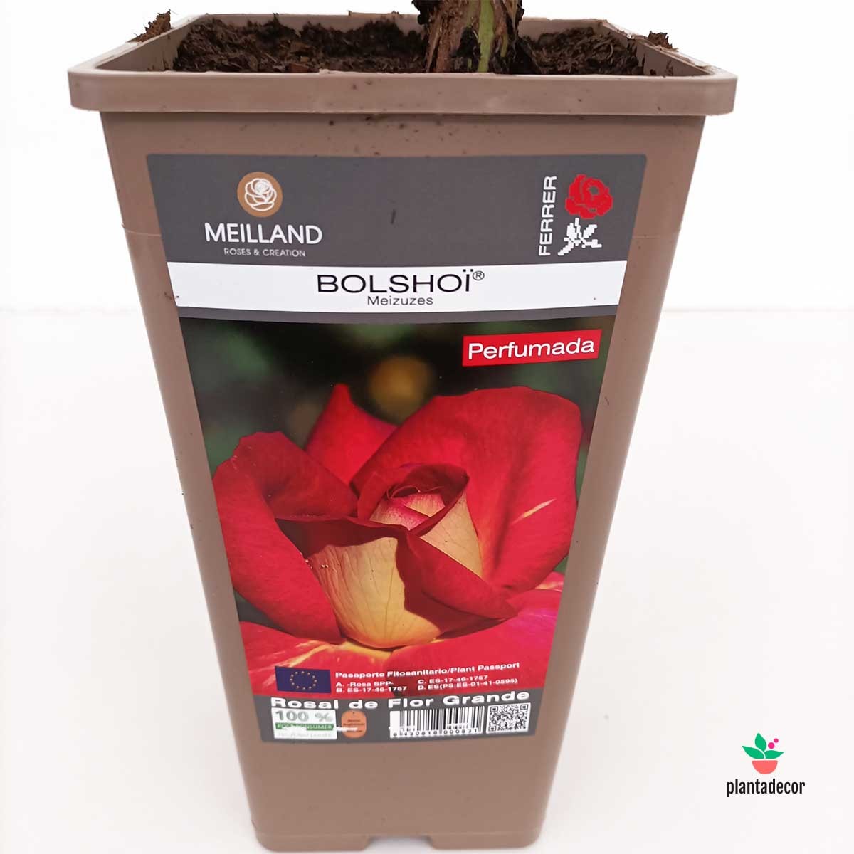 Rosal Meilland "Bolshoi" - Bicolor