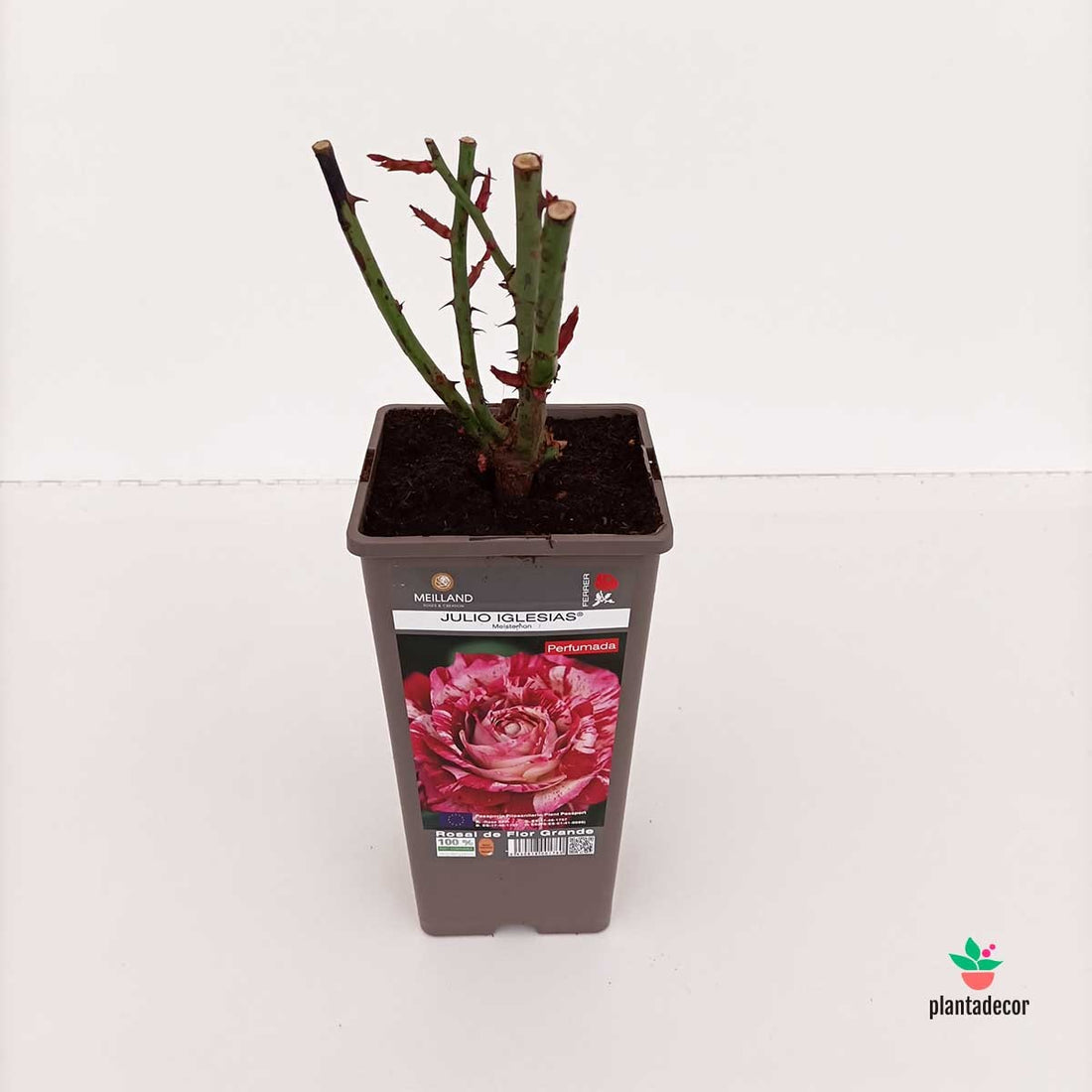 Rosal Meilland "Julio Iglesias" Perfumado