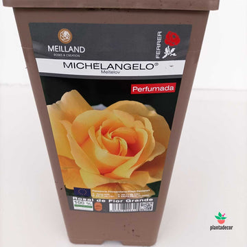 Rosal Meilland "Michelangelo" - Amarillo