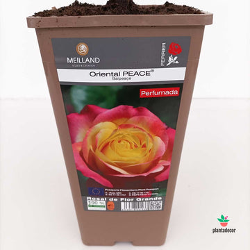 Rosal Meilland "Oriental Peace" - Bicolor