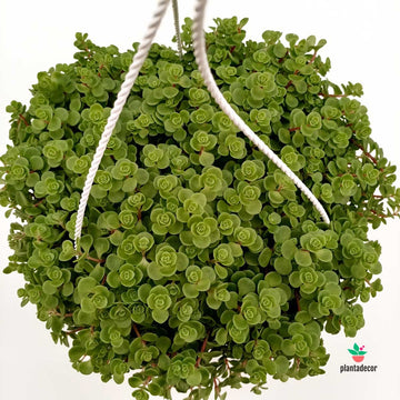 Sedum 'John Creech' - XL