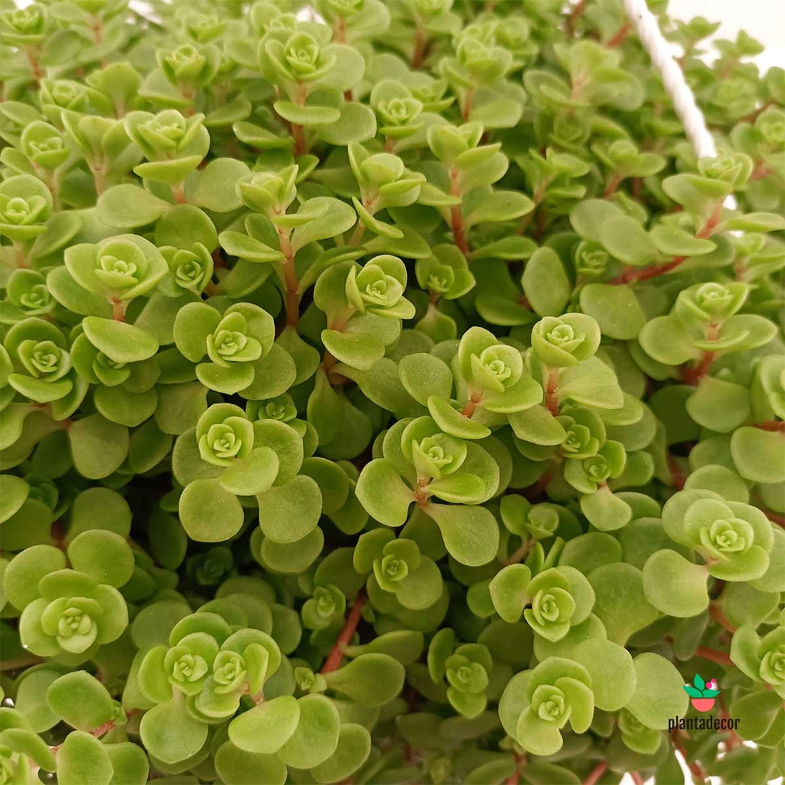 Cuidados Sedum 'Jhon Creech