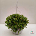 Sedum