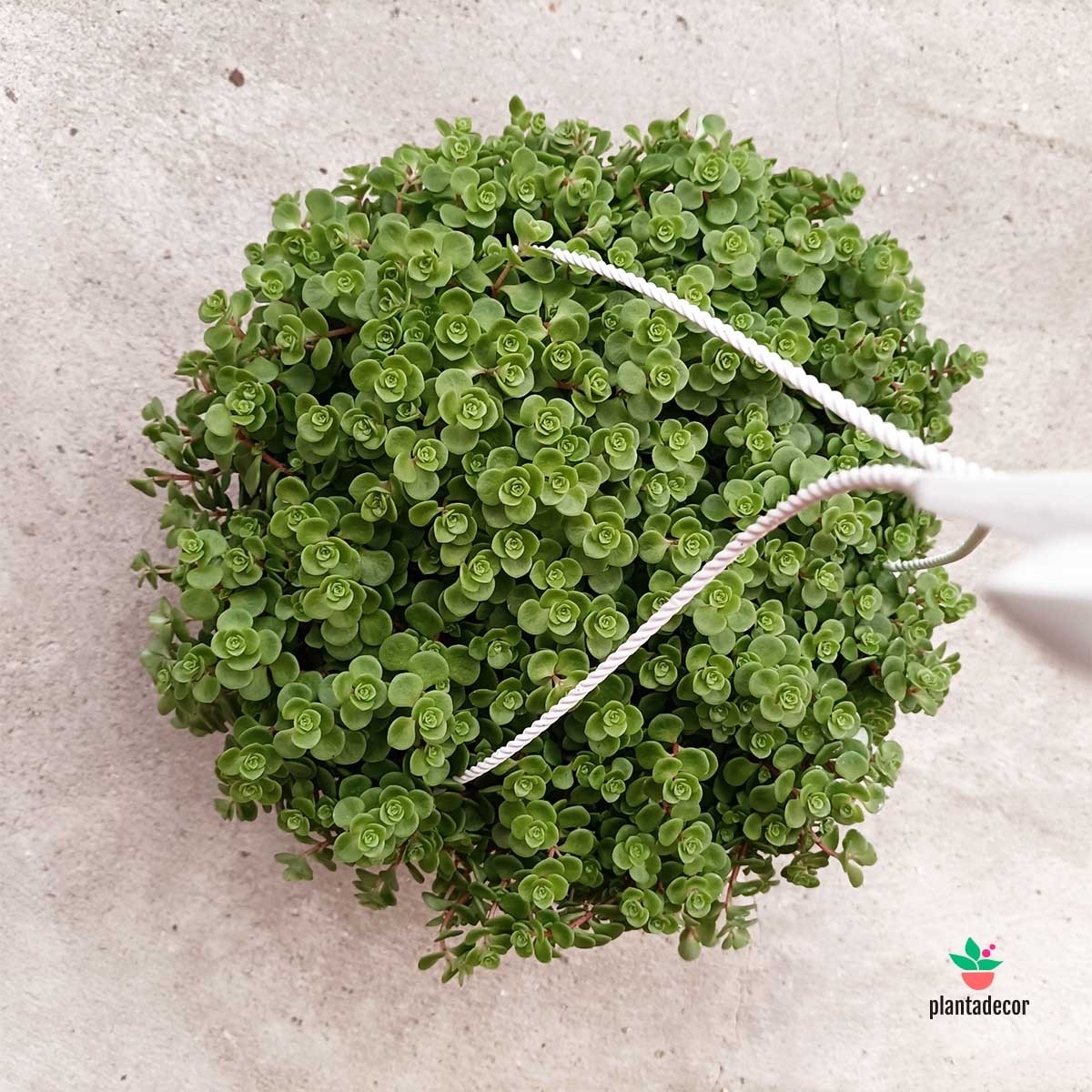 Comprar Sedum 'Jhon Creech