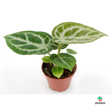Anthurium Crystallinum 'Silver Blush'