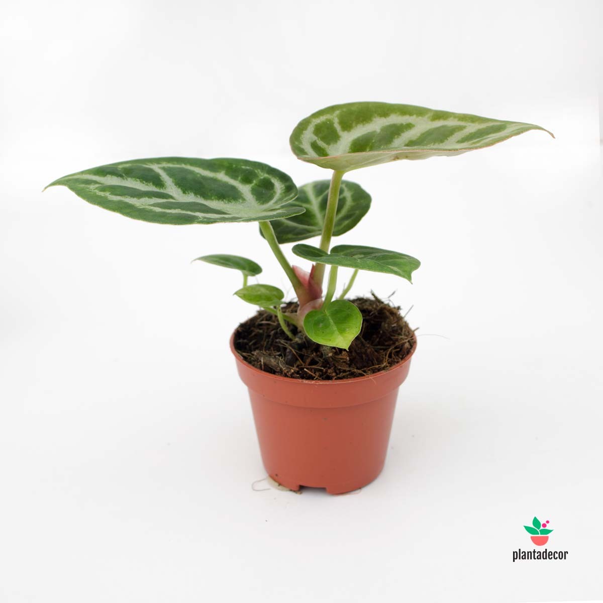 Anthurium Crystallinum Comprar
