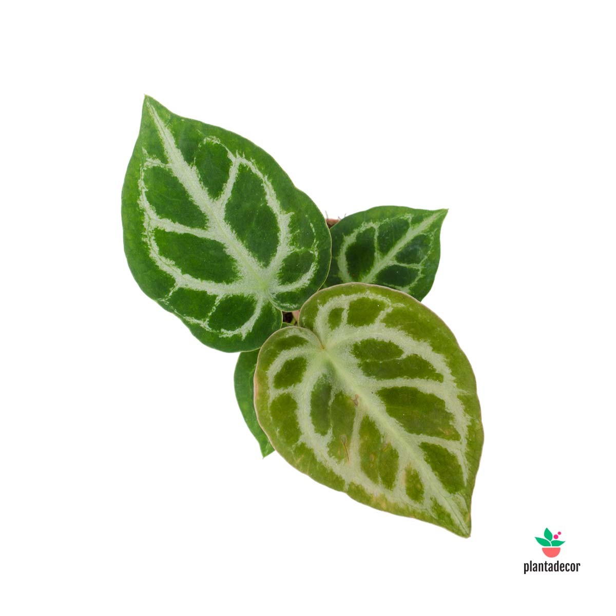 Cuidados Anthurium Crystallinum
