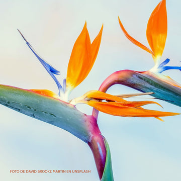 Strelitzia Reginae  - Mini