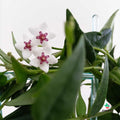 Hoya Bella