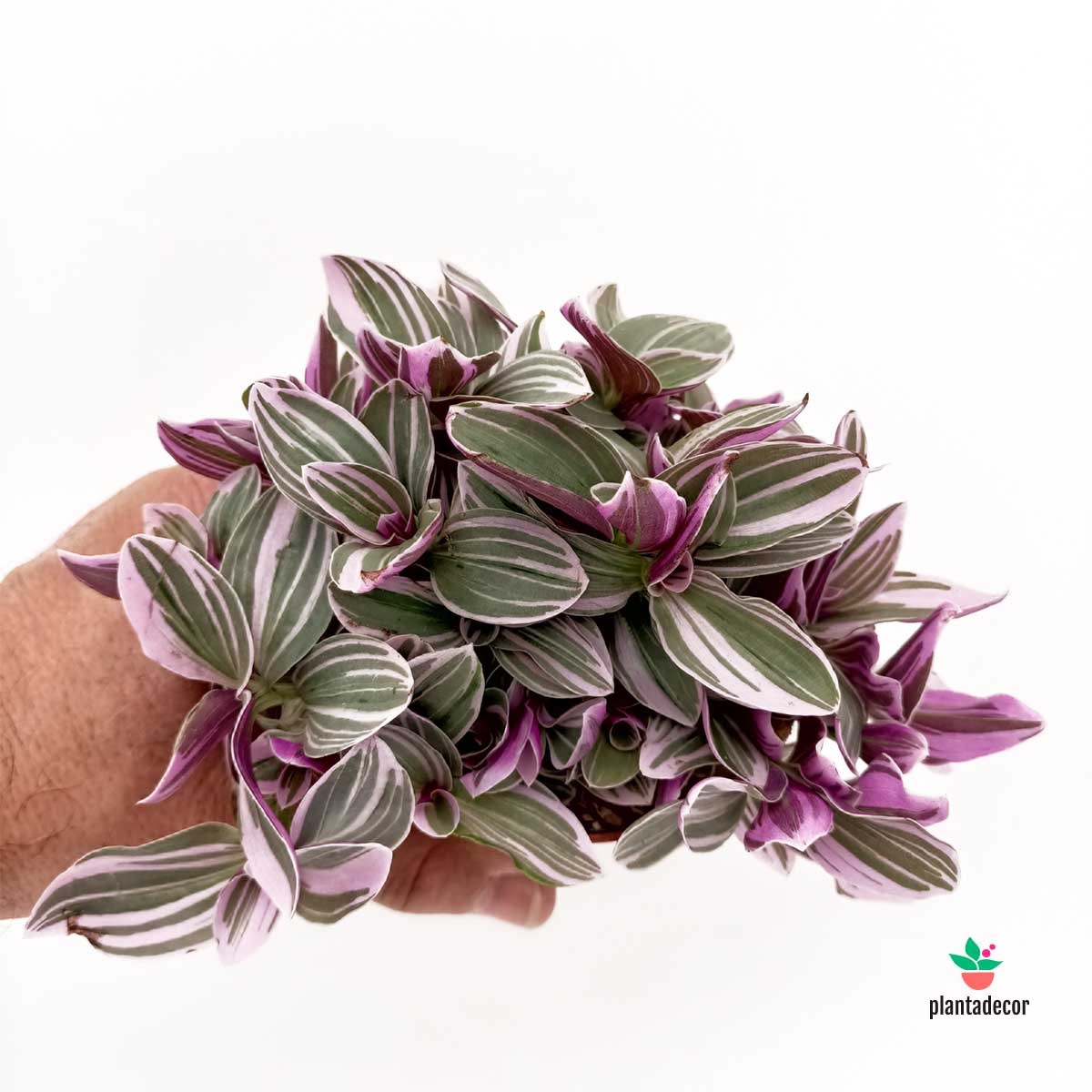 Tradescantia  Sweetness