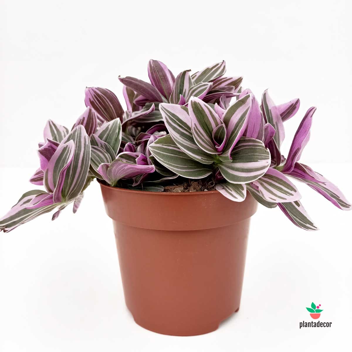 Tradescantia