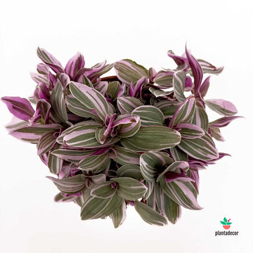 Tradescantia Cerinthoides Sweetness M-10,5