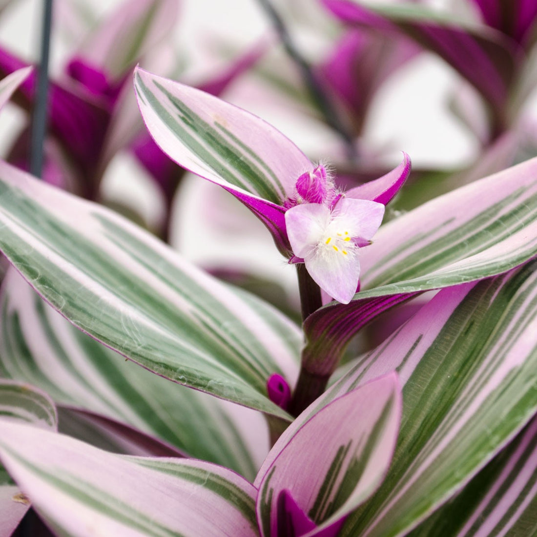 Tradescantia Albiflora Nanouk M-15