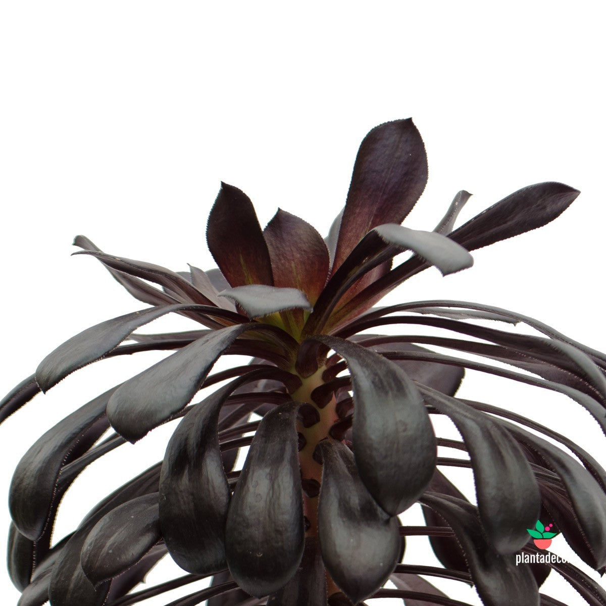 Aeonium Arboreum Zwartkop comprar online