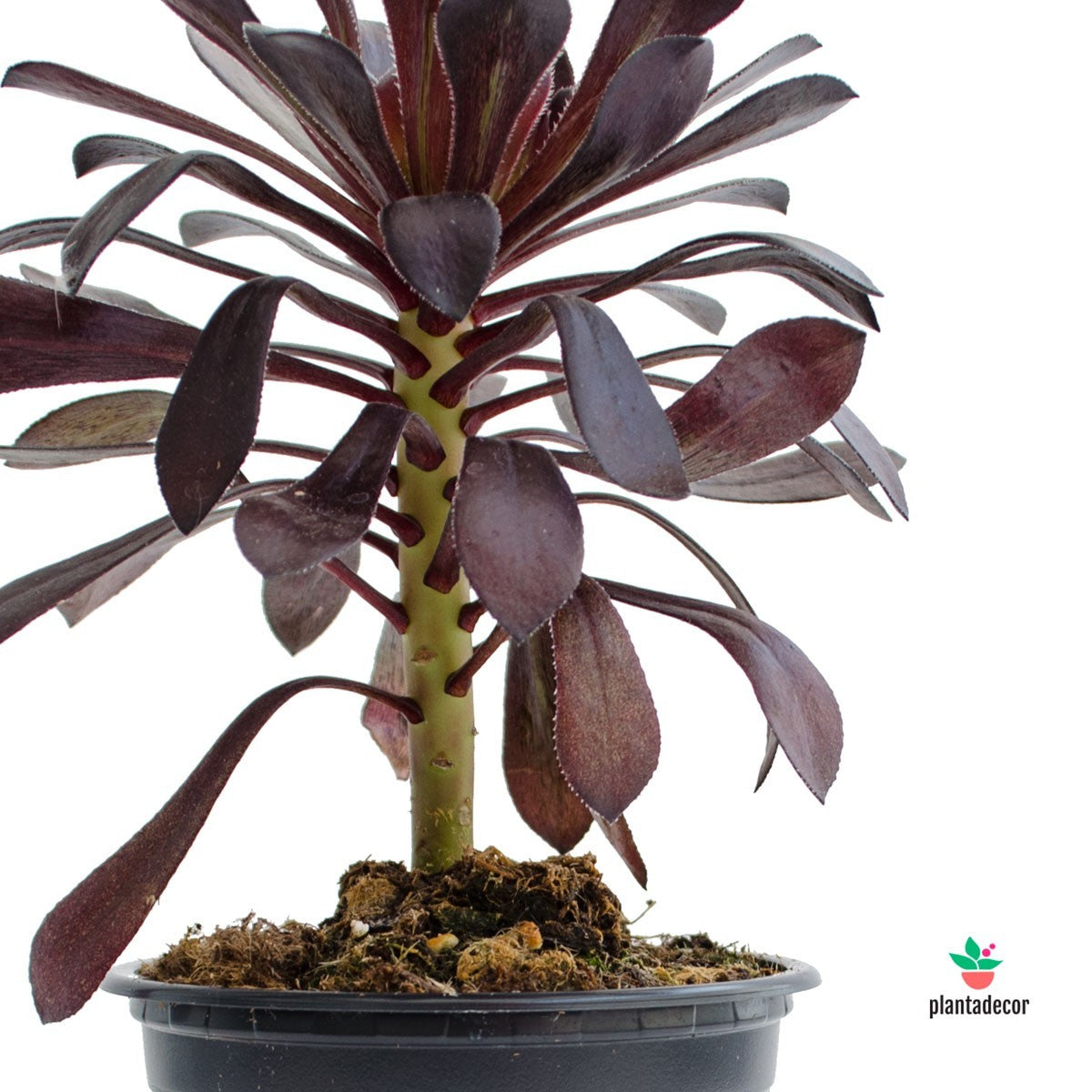 Aeonium Arboreum Zwartkop comprar