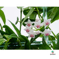 comprar Hoya Bella