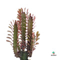 comprar Euphorbia Trigona Rubra