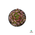 cuidados Graptoveria Bashful