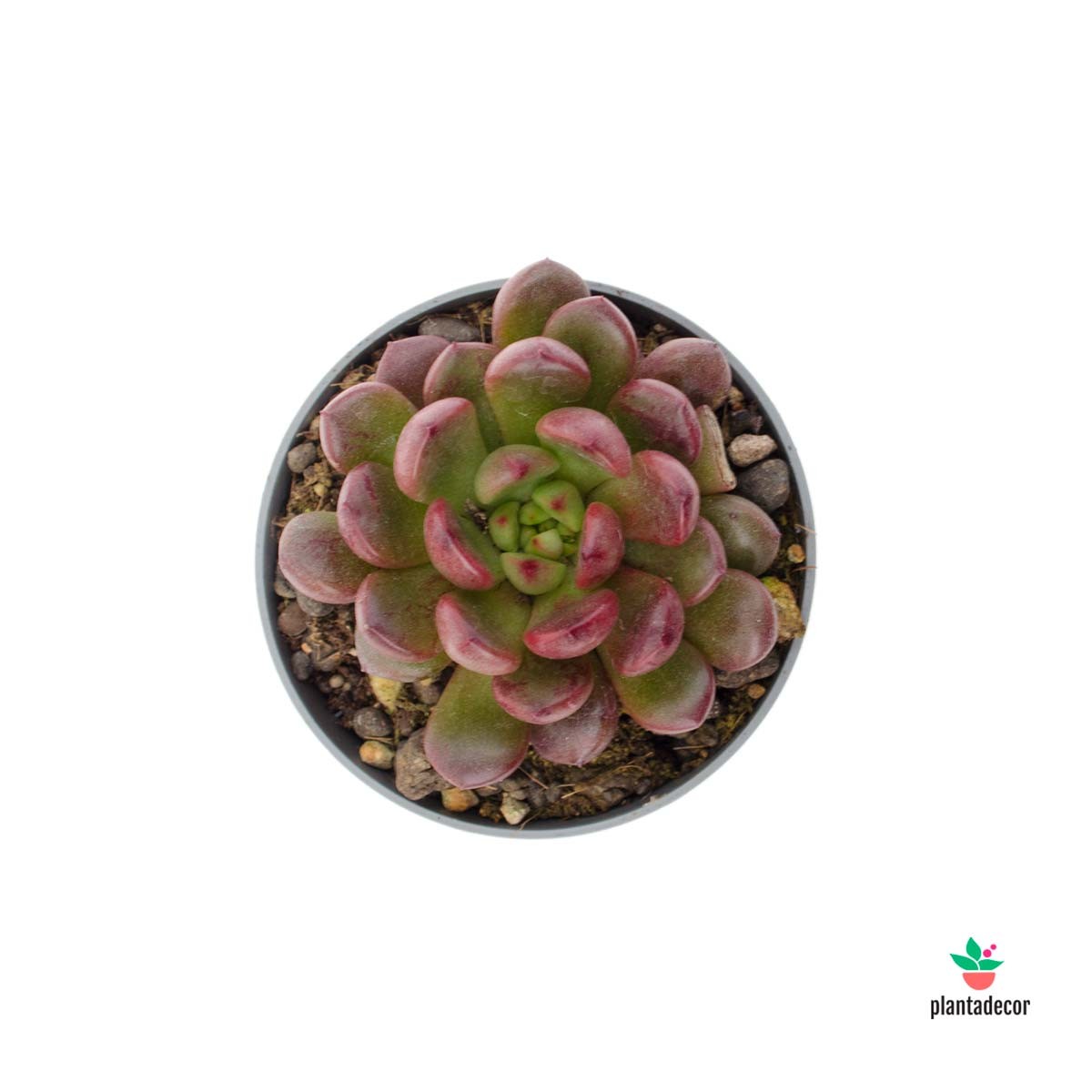 cuidados Graptoveria Bashful