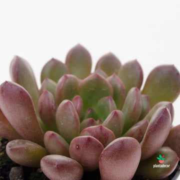 Graptoveria Bashful