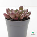 comprar Graptoveria Bashful