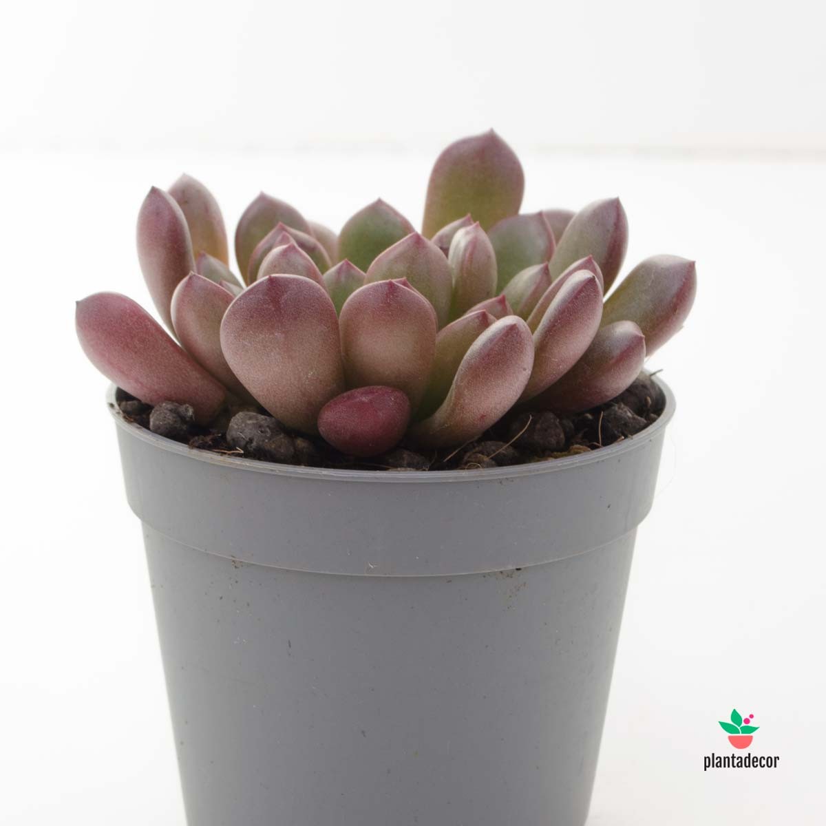 comprar Graptoveria Bashful