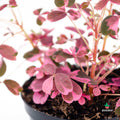 comprar Oxalis Vulcanicola Plum Crazy