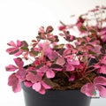 comprar online Oxalis Vulcanicola Pink