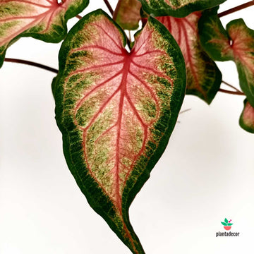 Caladium Sweetheart Tapestry