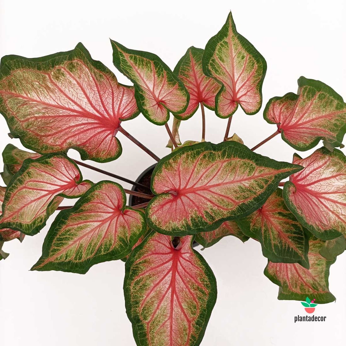 Comprar Caladium