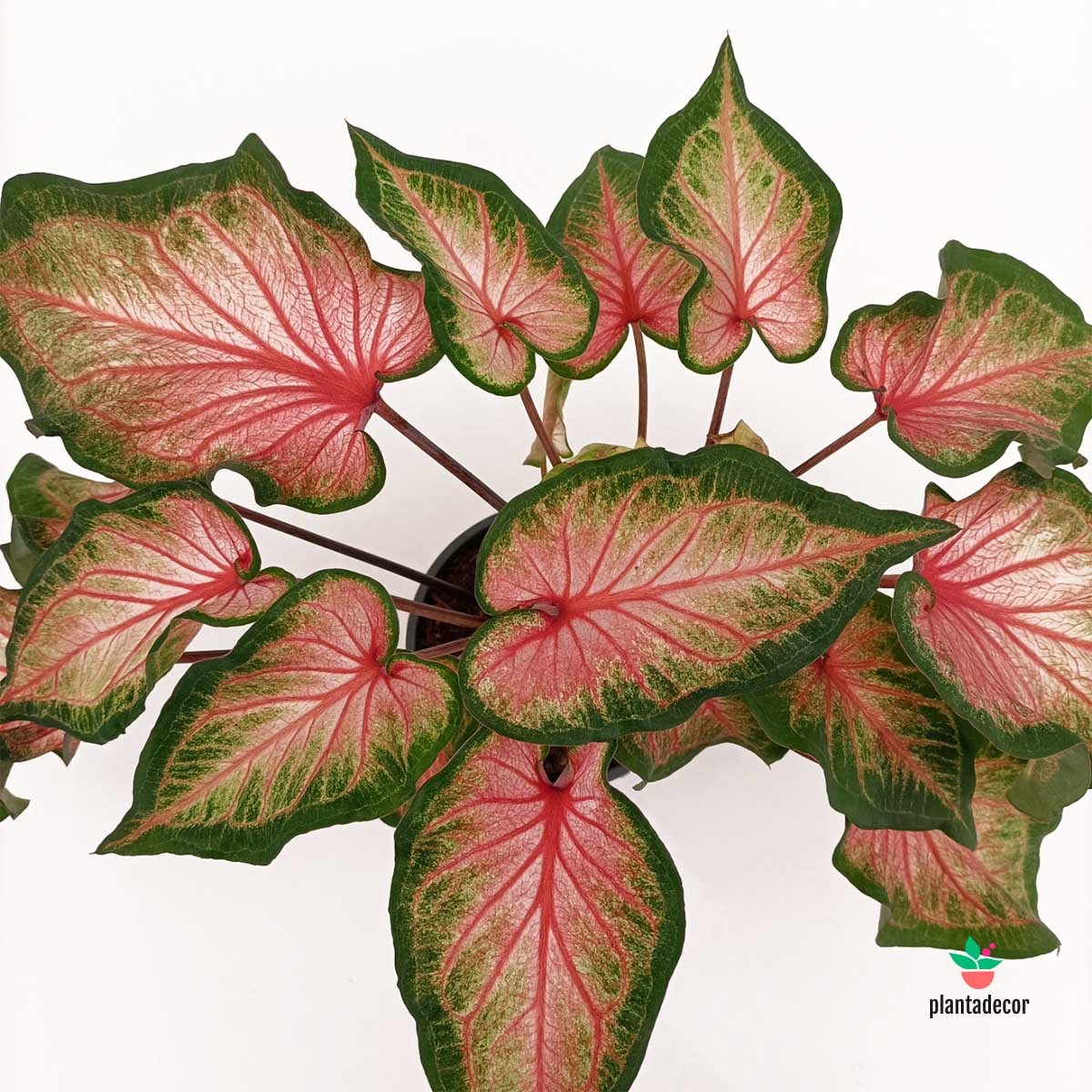 Comprar Caladium