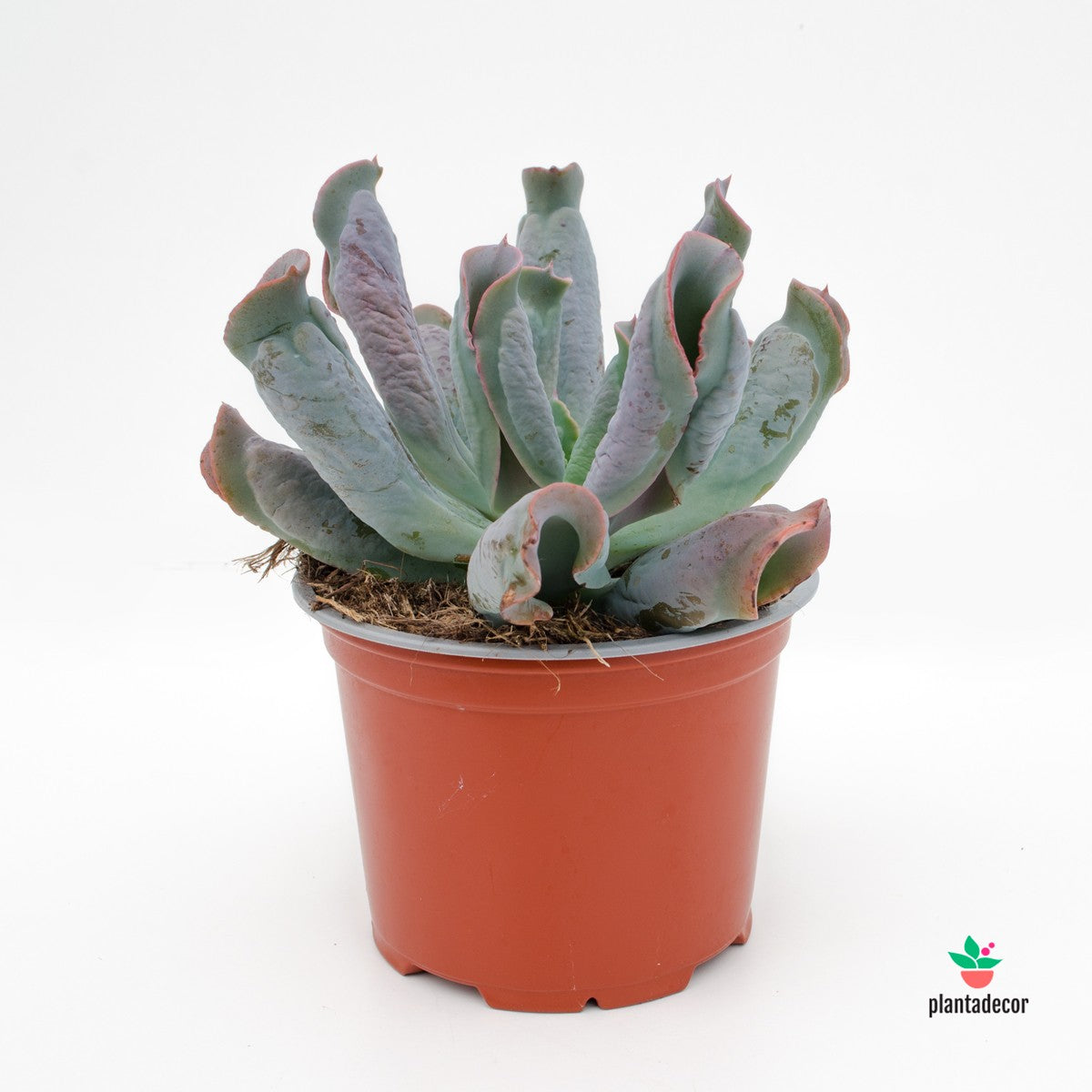 Echeveria Culibra