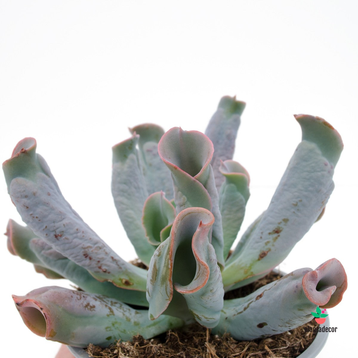 Echeveria Culebra