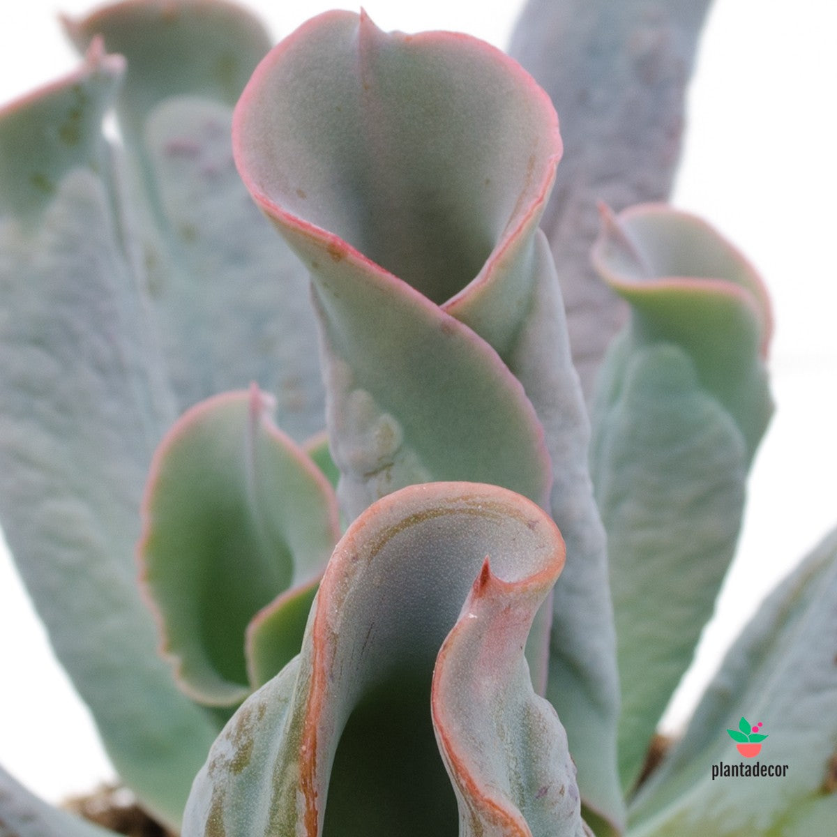 Echeveria