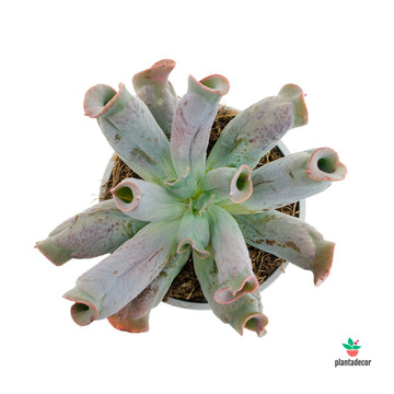 Echeveria Culibra