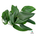 comprar Rhaphidophora Decursiva 