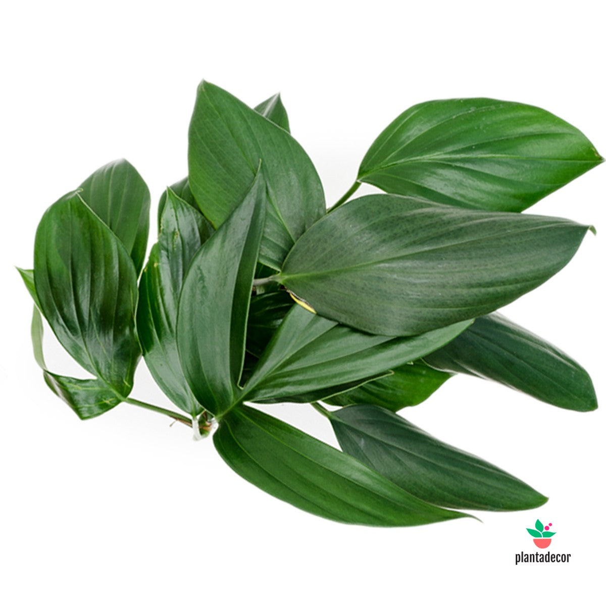 comprar Rhaphidophora Decursiva "Dragon Tail"