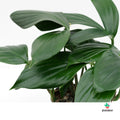 plantas para el salon