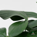 Philodendron Decursiva 