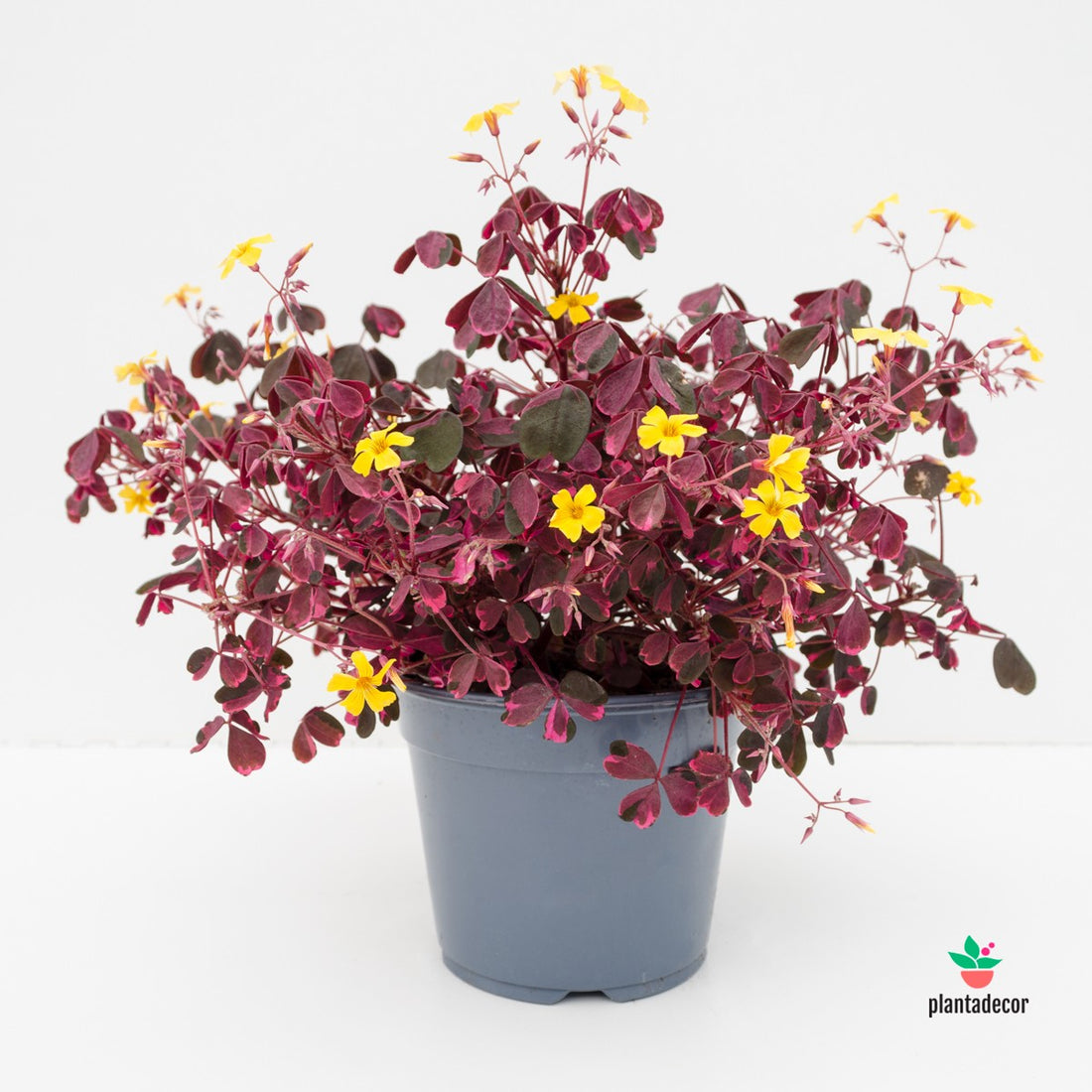 Oxalis Vulcanicola Pink