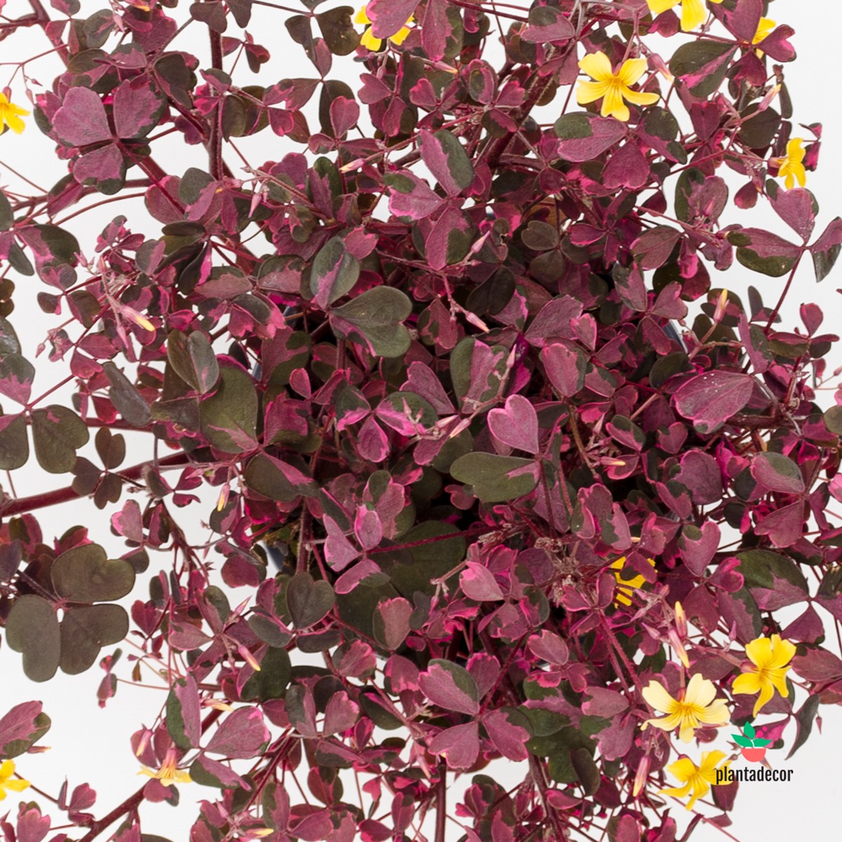 Oxalis Vulcanicola Plum Crazy