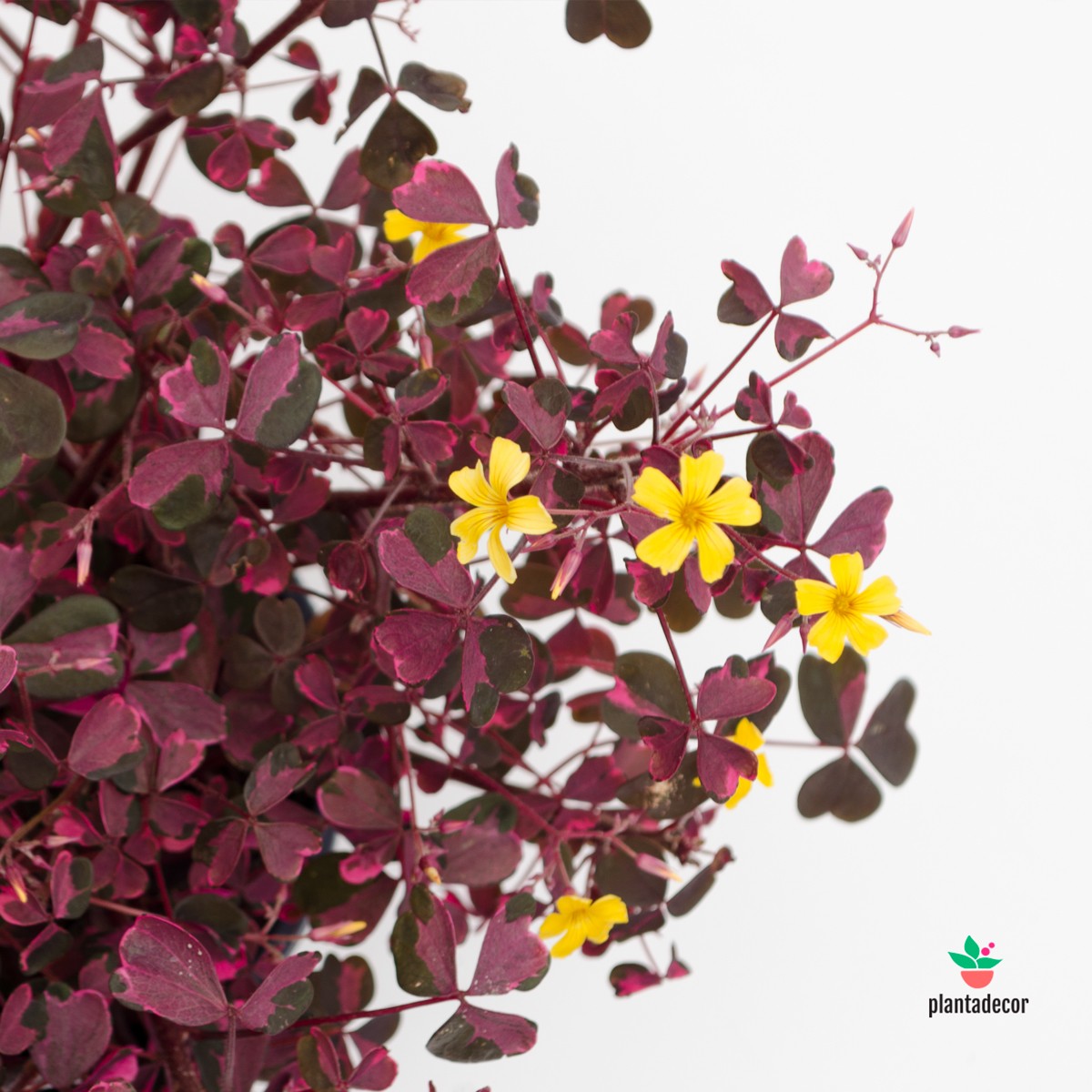 Oxalis Vulcanicola Pink envios online