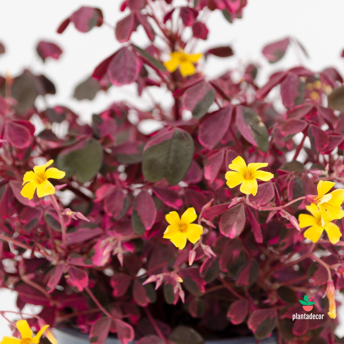 comprar Oxalis Vulcanicola Pink