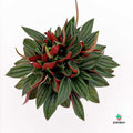 Peperomia Rosso