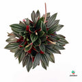 Peperomia Rosso Plantadecor